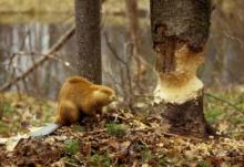 доклад про бобра 4 класс