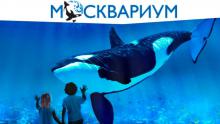 Сообщение о музее для детей (2 класс). Москвариум